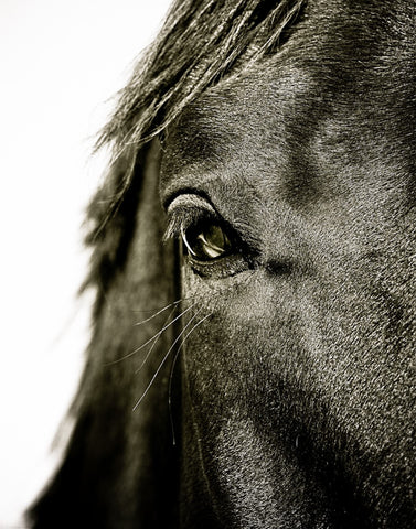 Black Horse Greeting Card