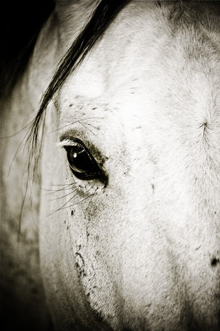 Grey Mare Greeting Card