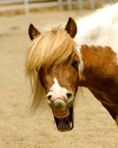 Laughing Horse 