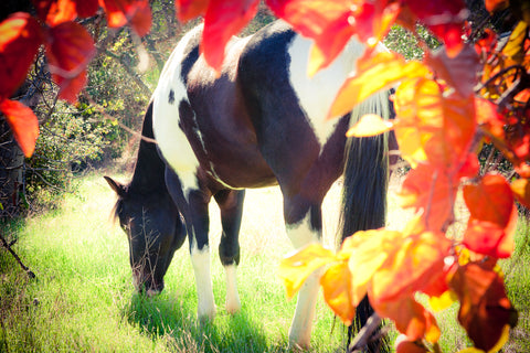 Paint with Orange Leaves Greeting Card