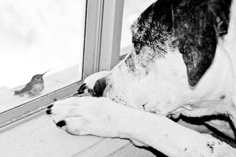 Sinatra Greeting Card