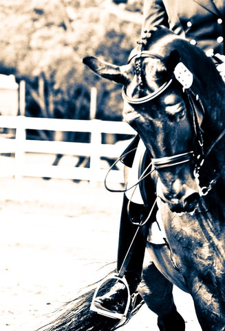 Dressage Greeting Card