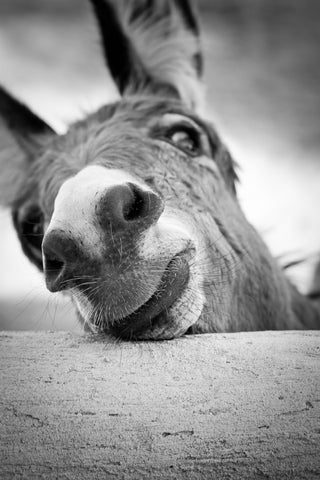 Donkey Greeting Card